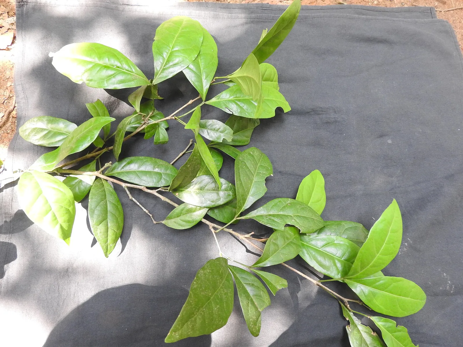 Cut branches of a broad-leaved evergreen tree laid out on dark cloth for identification, the glossy oval leaves arranged along two woody stems.