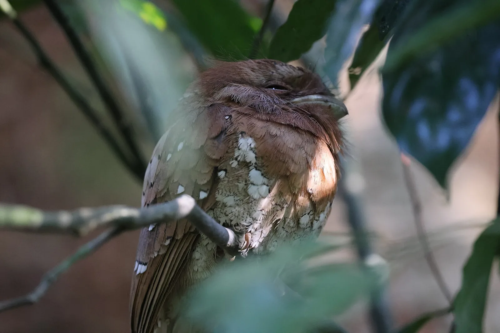 A Sri Lanka Frogmouth roosting at Thattekkad