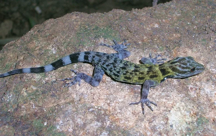 A boldly patterned day gecko with an olive-and-black marbled body and a black-and-white banded tail, splayed flat on a lichened rock at night in the Shendurney hills.