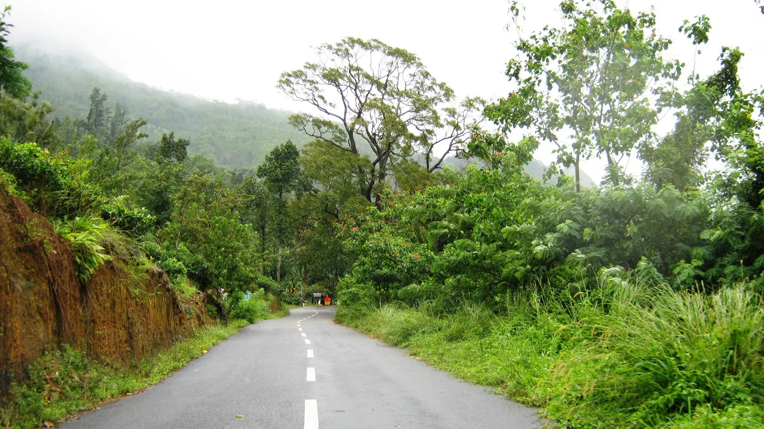 The Ponmudi ghat road climbing between green banks with a cloud-covered forested ridge behind