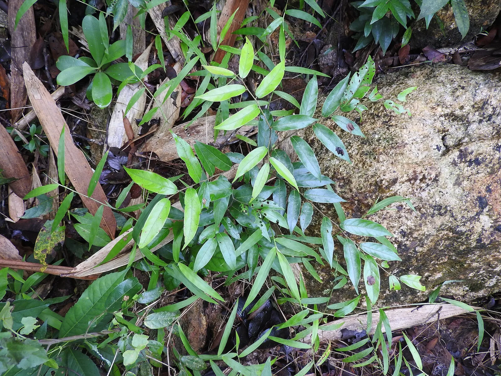Forest floor and understorey vegetation in the Peppara Wildlife Sanctuary