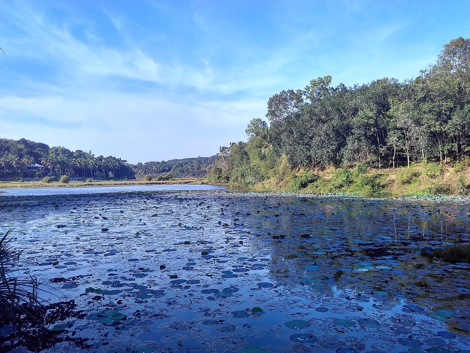 The still, lily-covered reach of the Karamana river impounded above Aruvikkara Dam