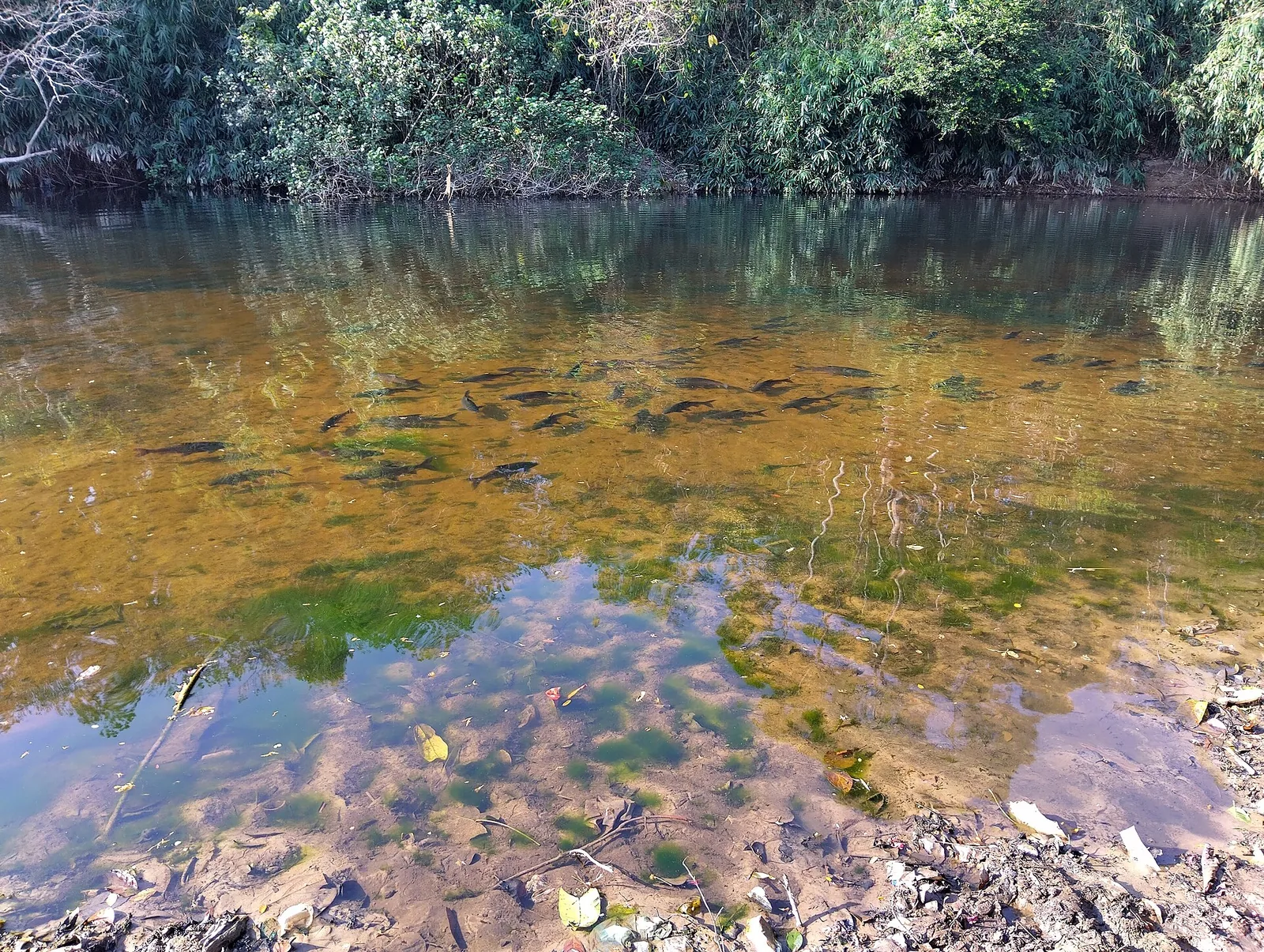 A shoal of thirty or more large dark fish holding position in clear shallow water over a gravel and weed bed, forest reflected on the surface