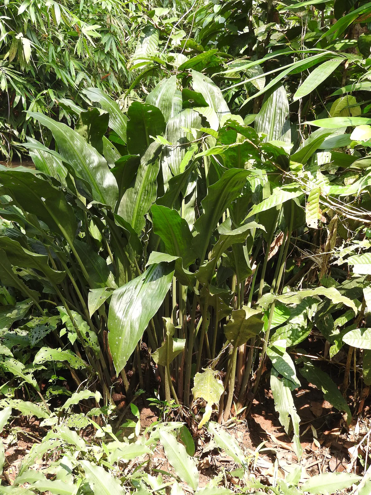 Dense wet evergreen understorey in the Peppara Wildlife Sanctuary, a stand of broad-leaved aroids beside water