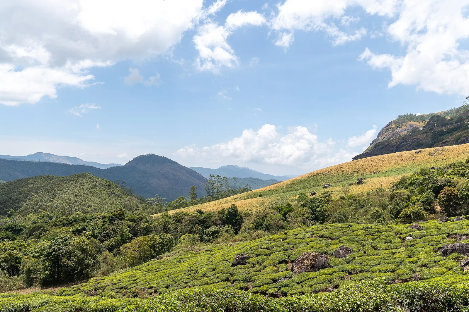 High grasslands of Eravikulam National Park near Munnar