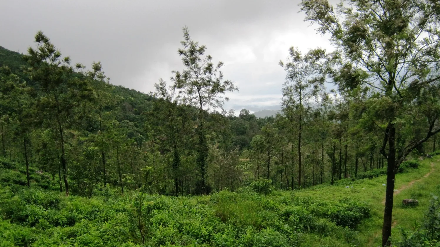 Tea bushes and scattered shade trees on a green hillside below Ponmudi under a heavy grey sky