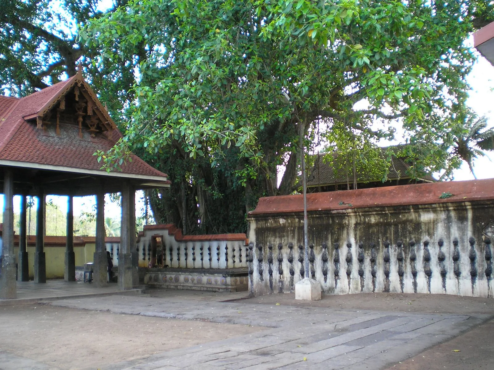 The mandapa and boundary wall of Janardanaswamy Temple, Varkala, under an old banyan