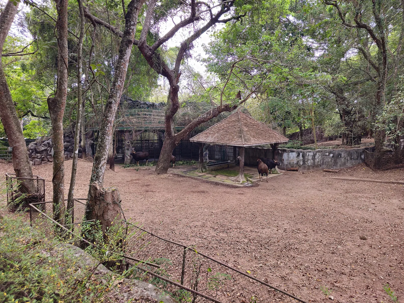 Gaur standing under a tiled shelter in a large earth-floored enclosure at Thiruvananthapuram Zoo, ringed by mature trees