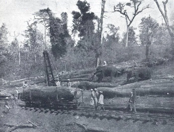 Elephants and workers loading felled logs onto flat wagons at a loading point on the Cochin State Forest Tramway