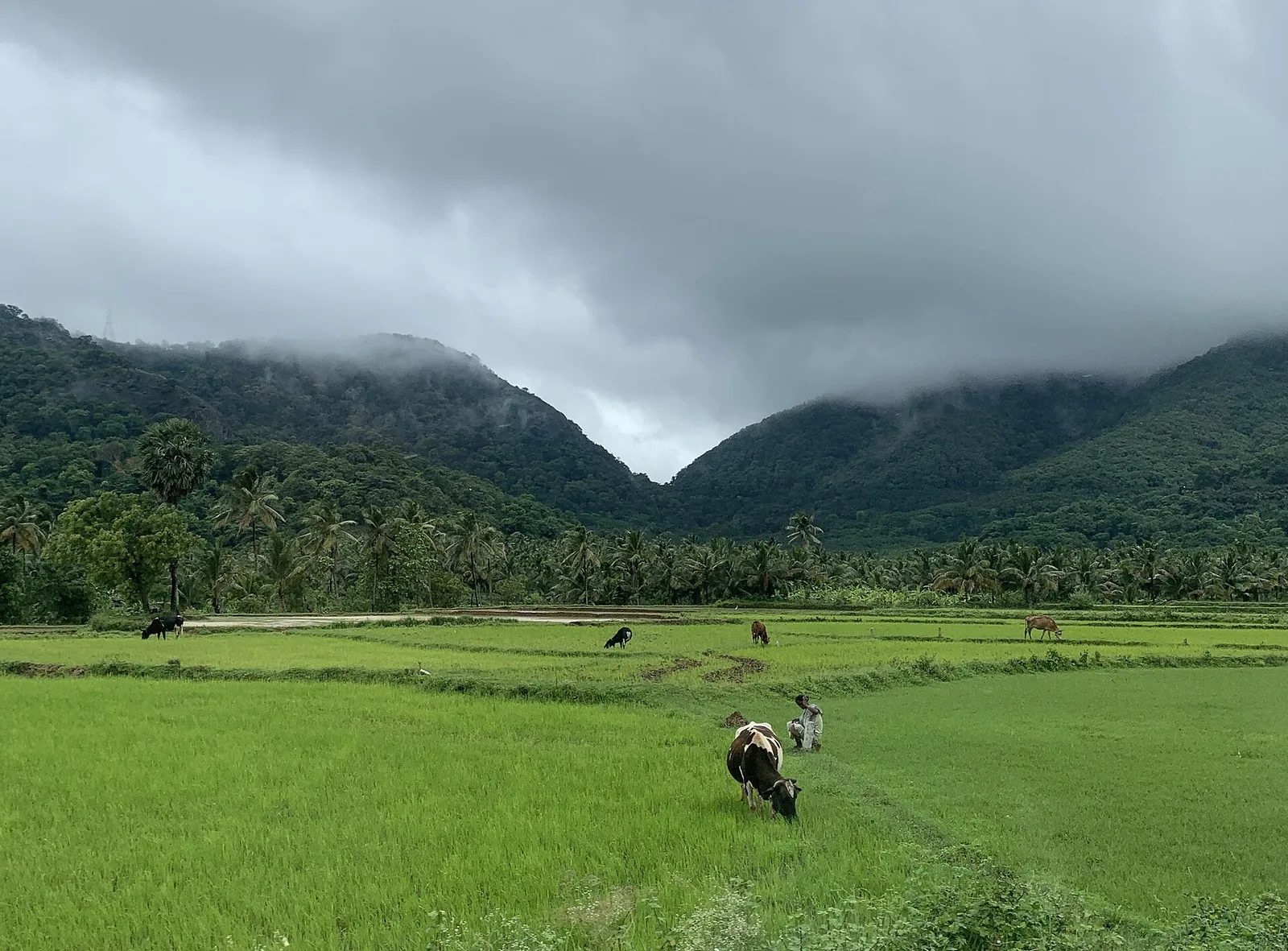 Bright green paddy fields with grazing cattle and a woman working the bunds in the foreground, and behind them the forested Western Ghats with monsoon cloud pouring through the notch of the Sengottai Gap.
