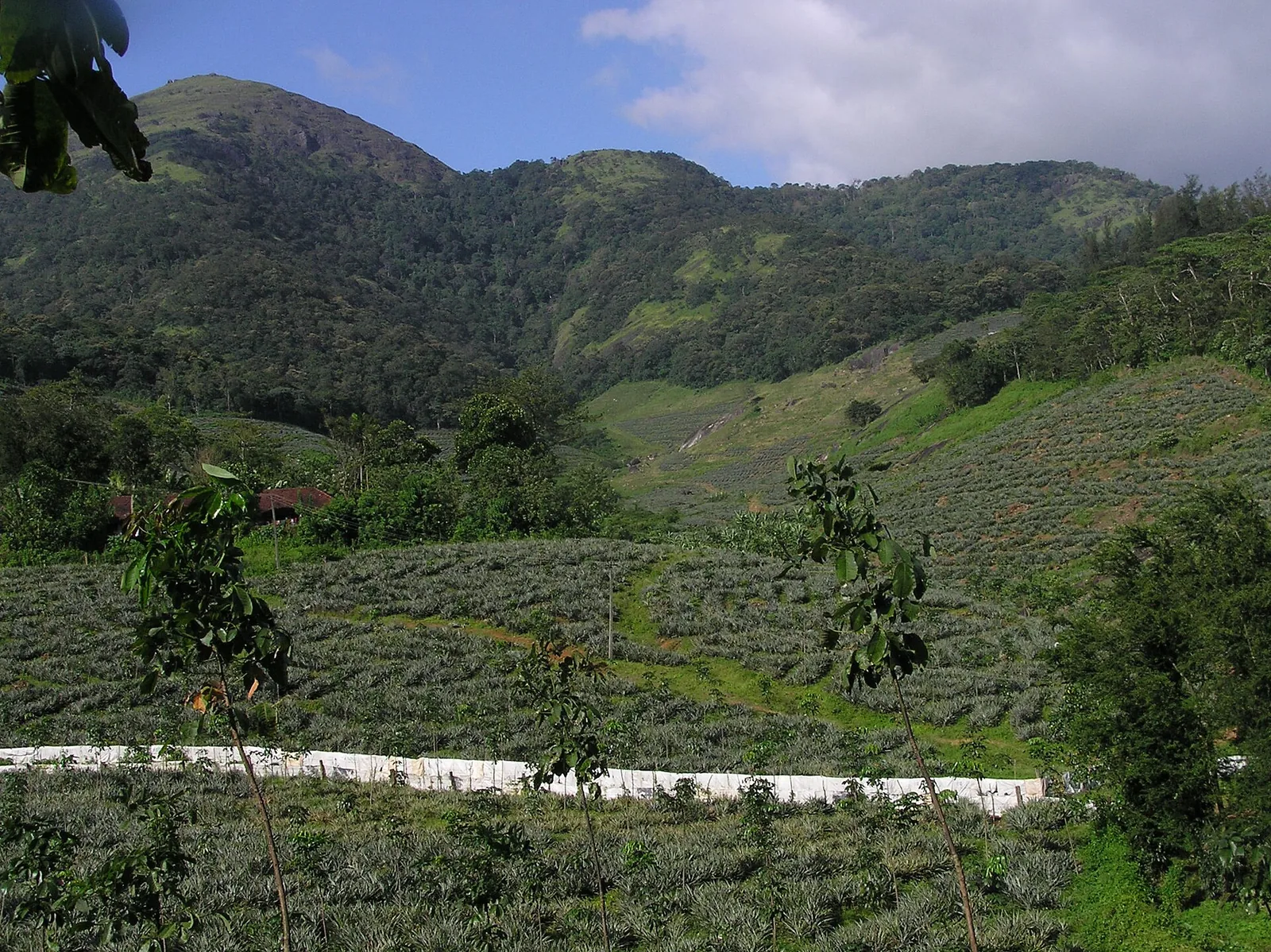 Rows of low pineapple plants covering the foreground and middle slopes at Ariyankavu, with a white boundary wall crossing the frame and steep tropical rainforest rising on the hills behind under a blue sky.
