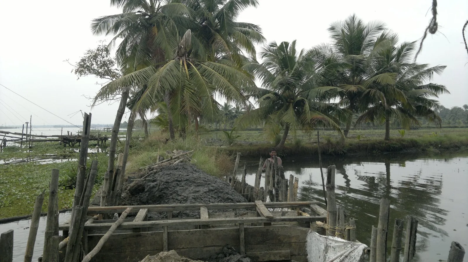 Work in progress on a pokkali field in coastal Kerala
