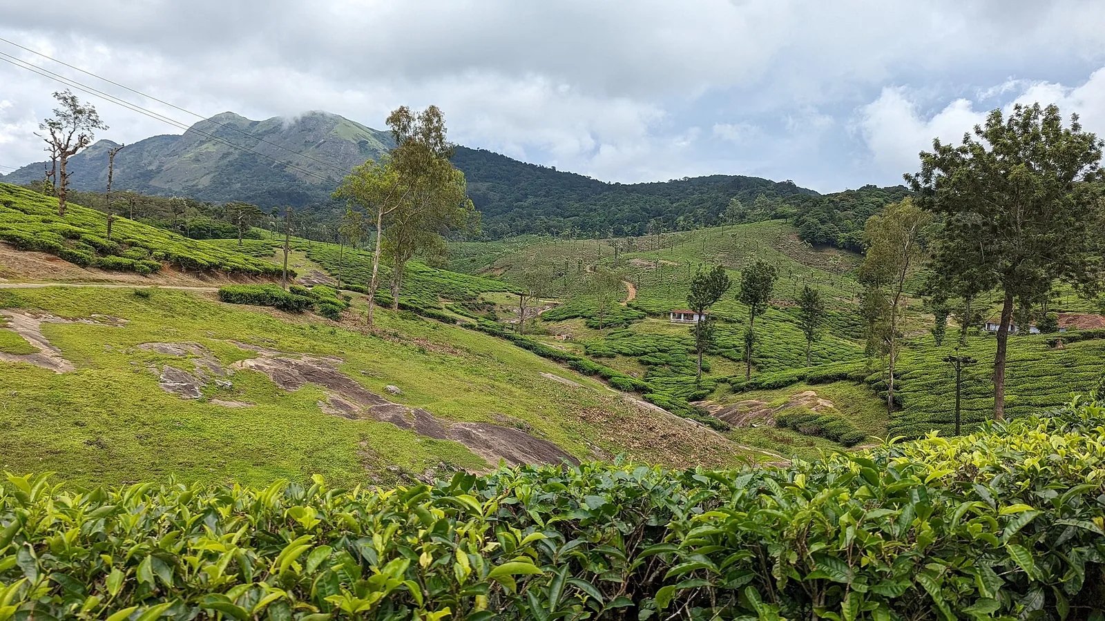 Rock, grass and tea on the hills above Seetharkundu