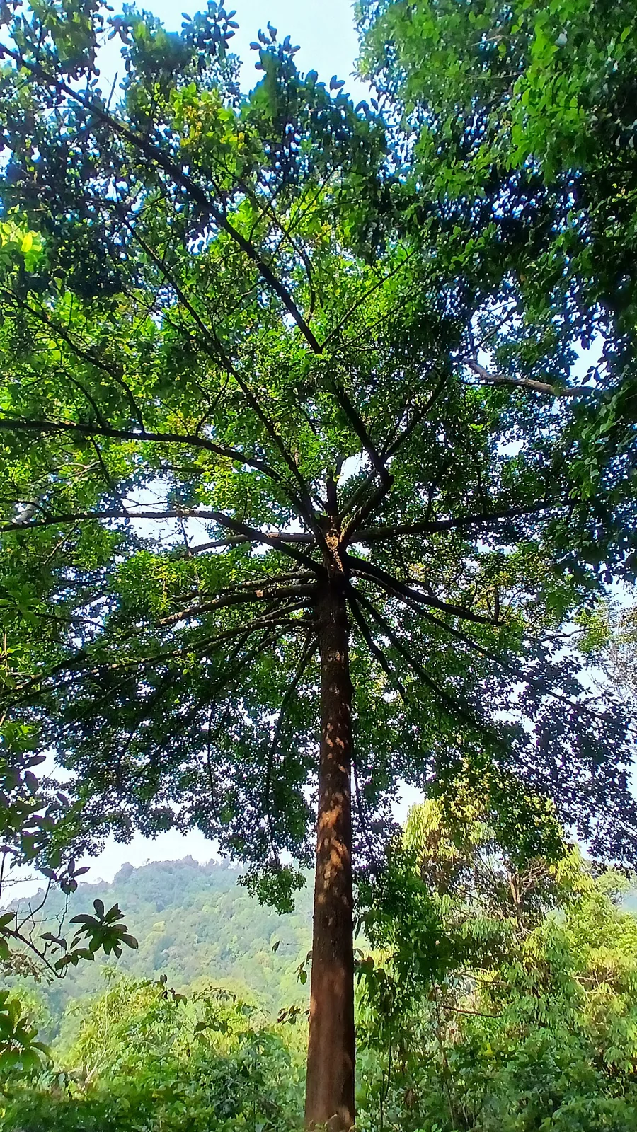 A tall emergent tree in Malabar Wildlife Sanctuary photographed from its base, its bare branches radiating out into a green crown, with forested hills behind.