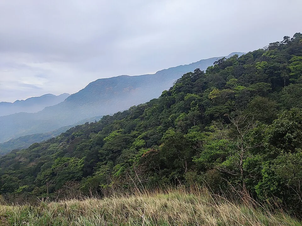 Forested ridges of the Agasthyamala range inside Neyyar Wildlife Sanctuary, with grassland in the foreground