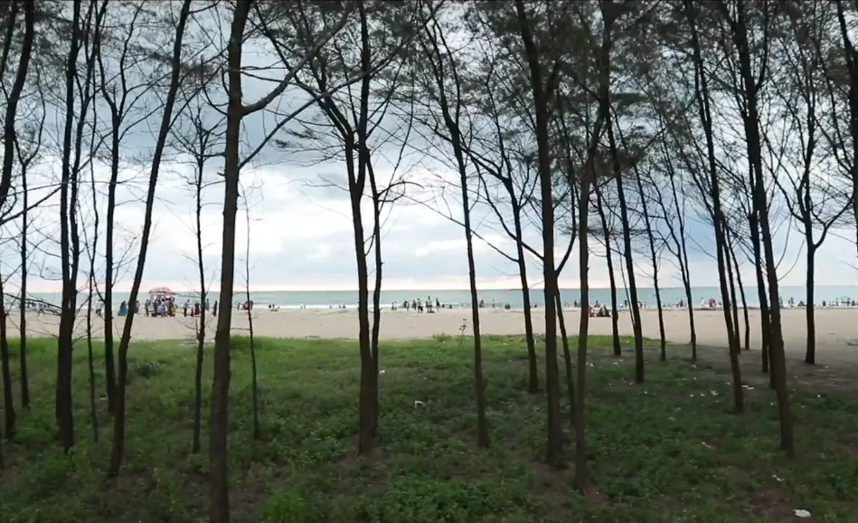 The casuarina plantation at Padinjarekkara with the sand, the stalls and the sea beyond the trunks