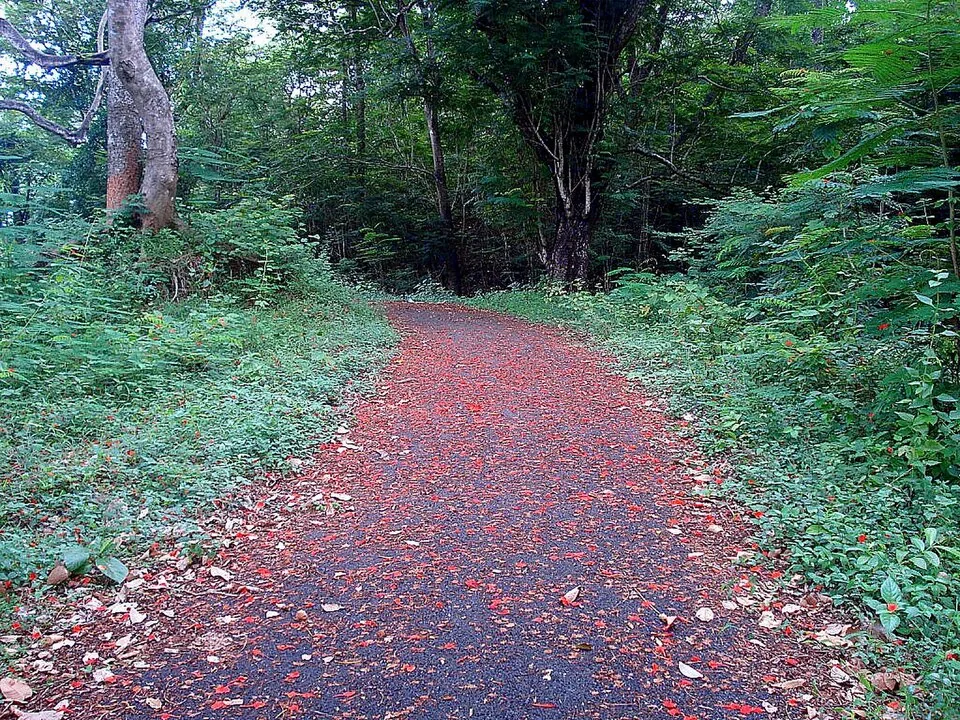 A petal-covered path curving beneath dense green trees in Vazhani forest