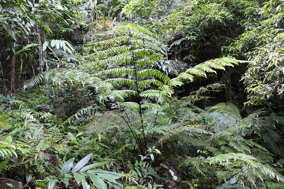 Dense wet evergreen understorey with tree ferns on the way to Agasthyamala
