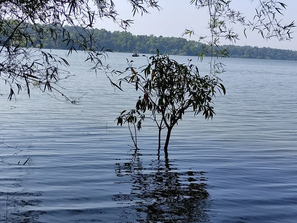 A drowned sapling standing in the open water of Sasthamcotta Lake, framed by overhanging bamboo, with a distant boat