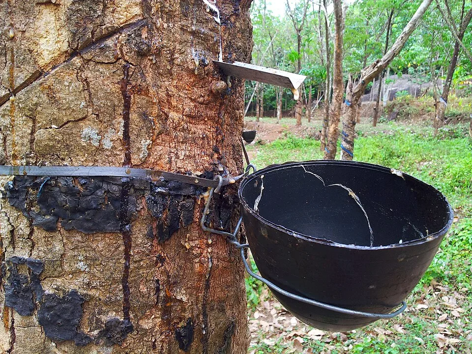 A rubber tree with diagonal tapping cuts, a metal spout and a black collection cup