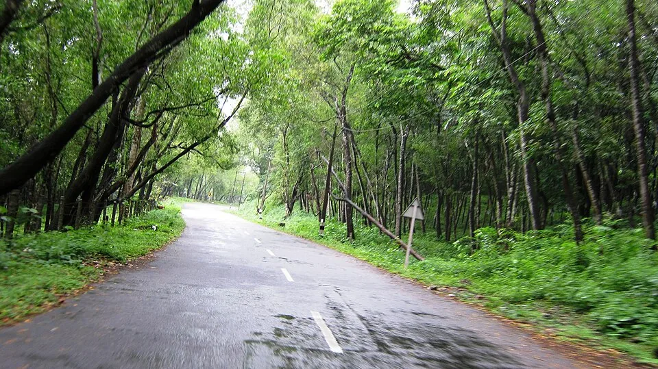 A narrow wet road running through tall slender trees on the lower slopes of Ponmudi