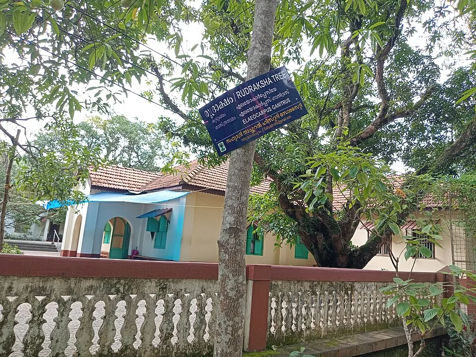 A tree in the grounds of Anandashram, Kanhangad, Kasaragod district