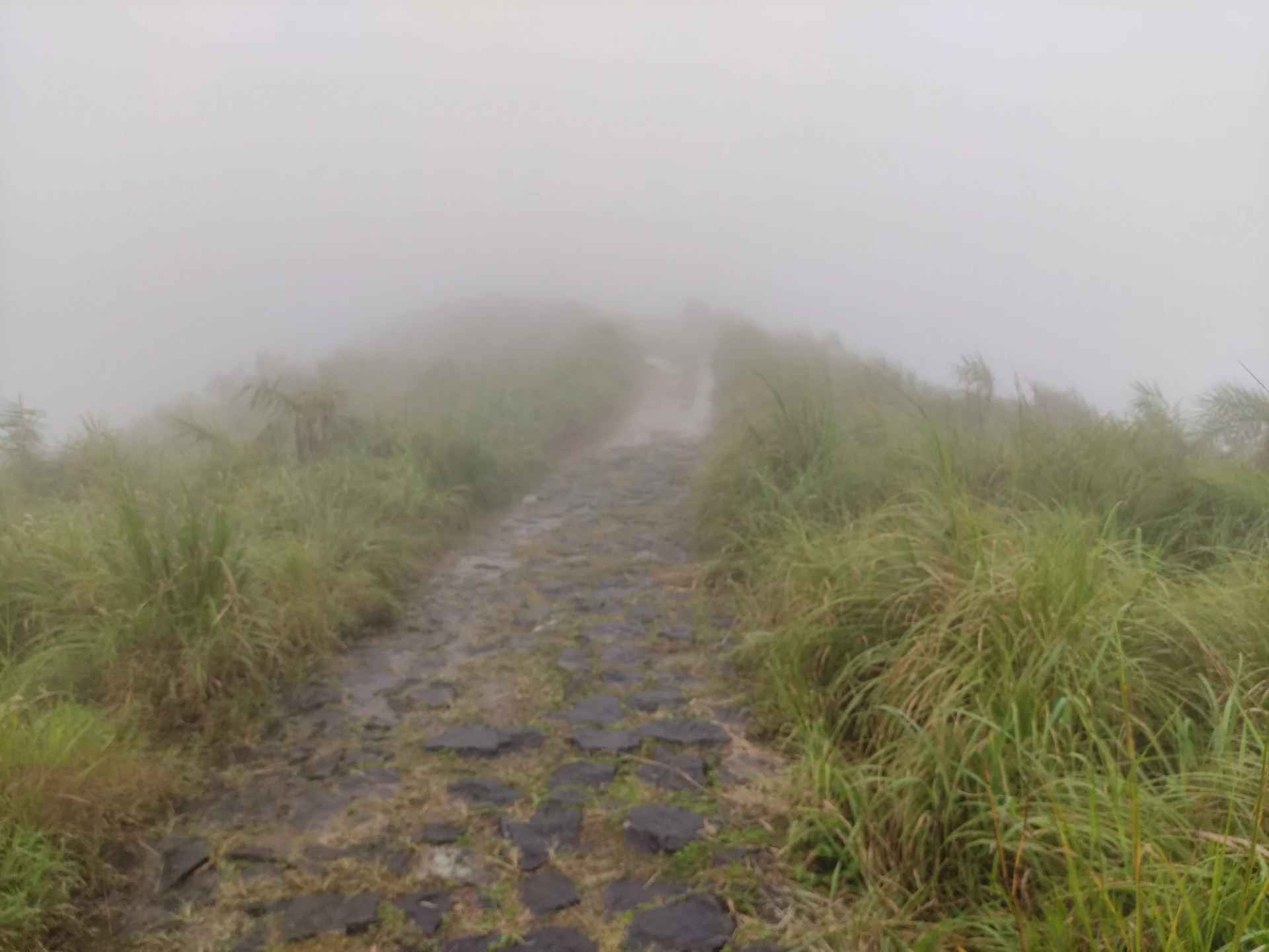 A stone-covered path disappears into thick mist between tall grass at Ilaveezhapoonchira.