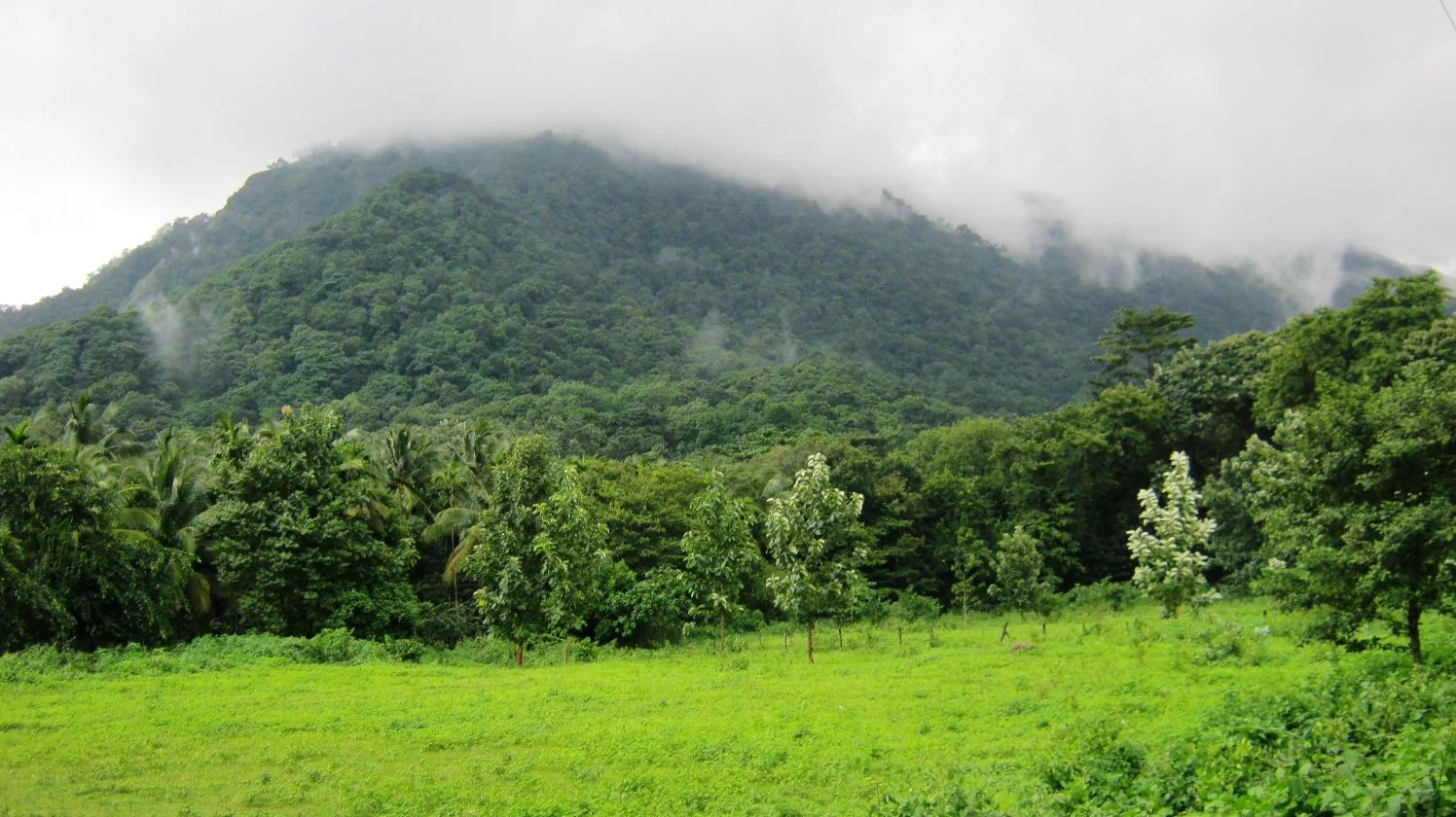 Cloud rests on a forested Dhoni hillside above a green clearing and scattered trees.