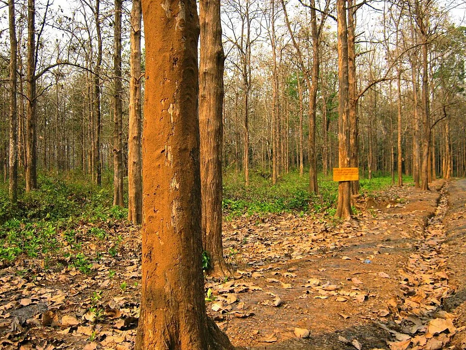 Tall trunks rise above dry fallen leaves and green undergrowth beside the Nedumkayam approach.