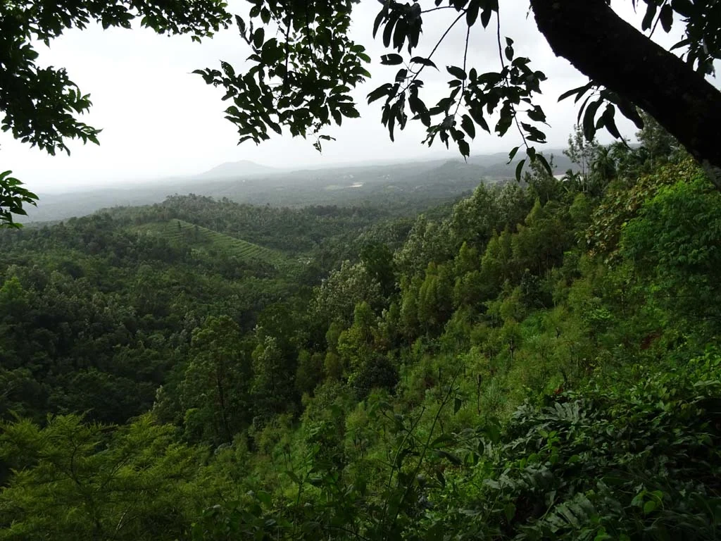 A green valley descending towards hazy Banasura hills beneath a large tree