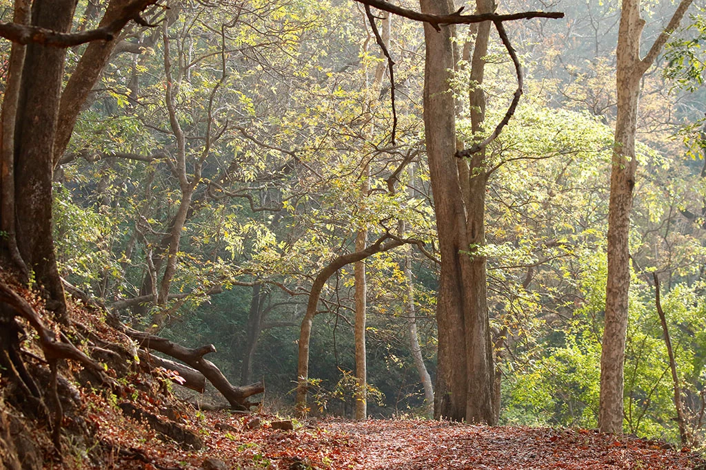 Sunlight filters through tall trees above the leaf-covered Dhoni trekking route.