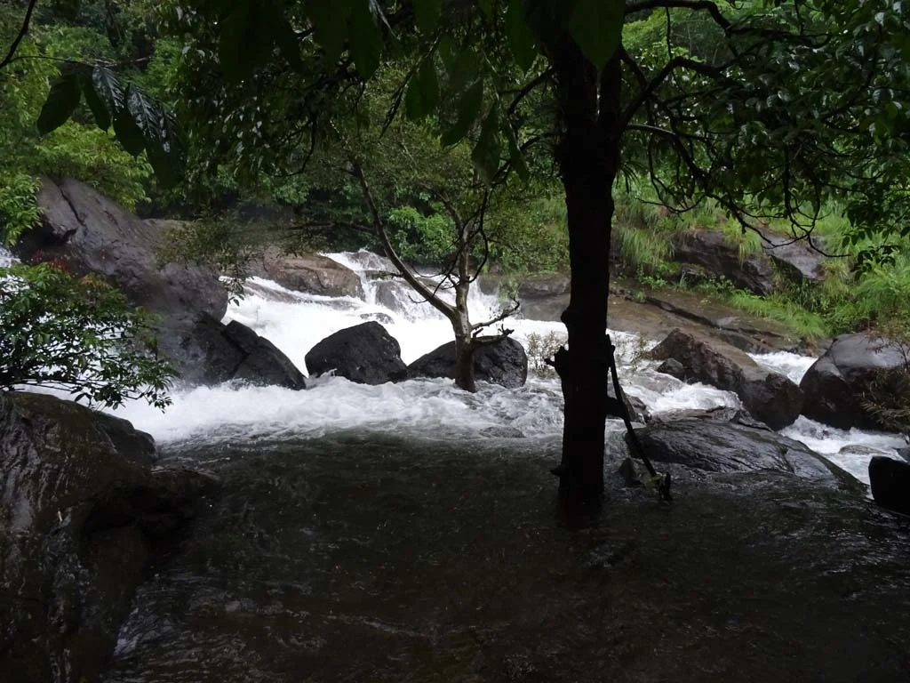 Several rocky channels converging into churning water beneath trees
