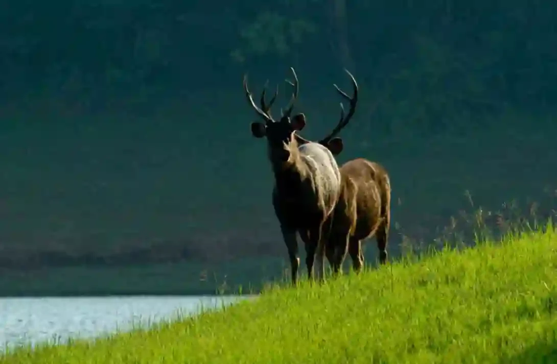 An antlered sambar stands on a grassy slope with the lake behind it.