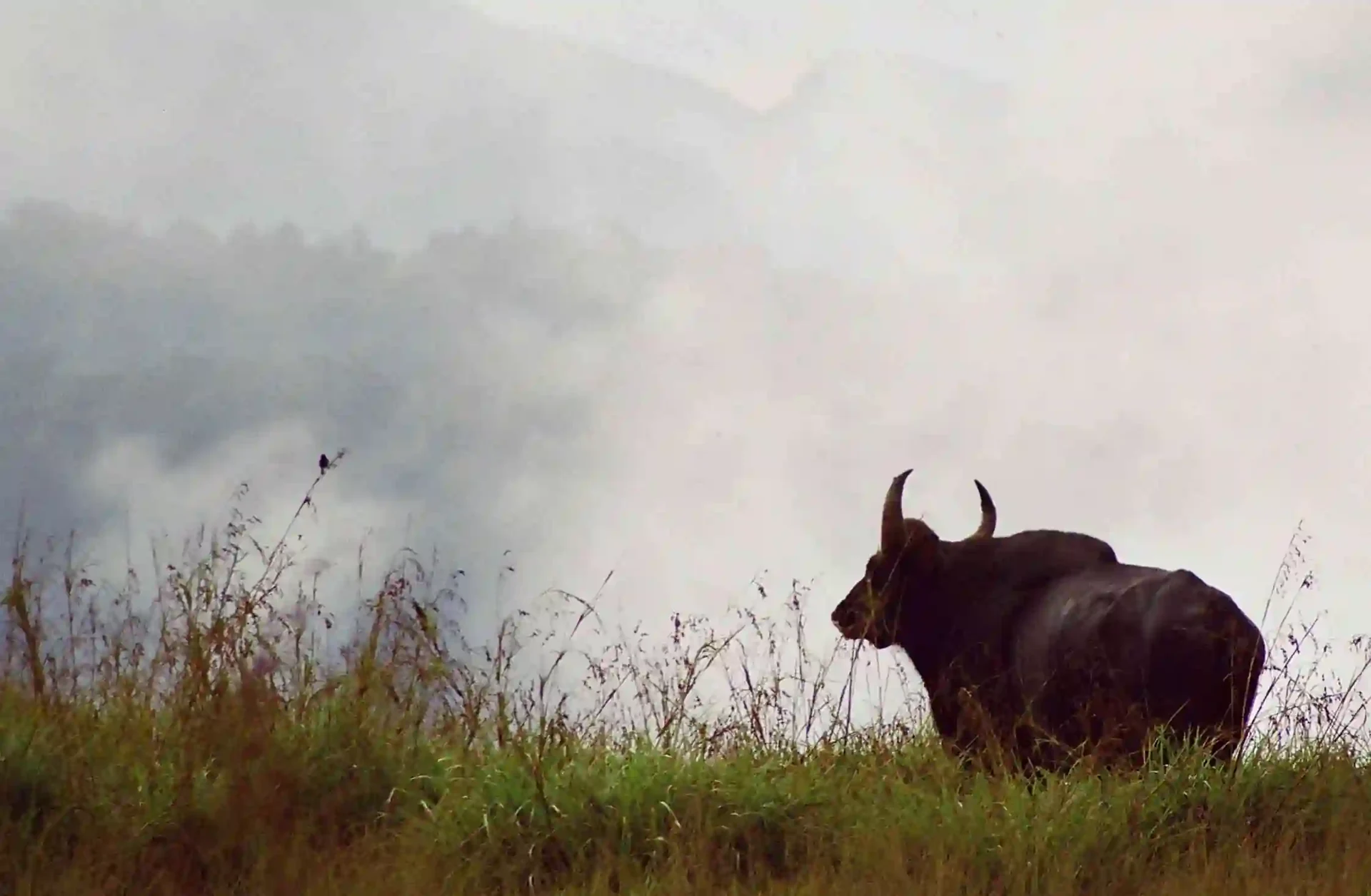 A gaur stands in grass against a pale, misty hillside.
