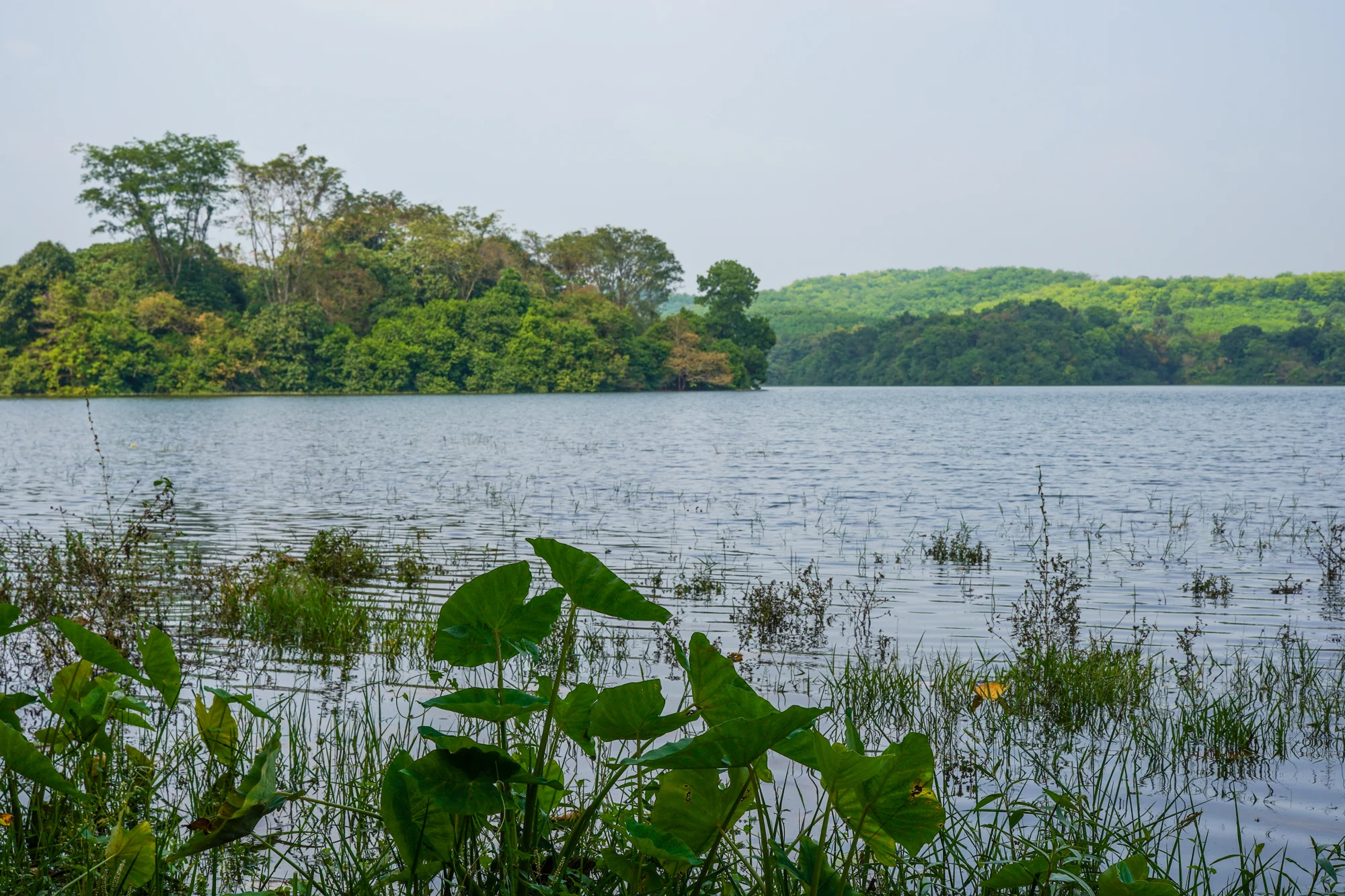 Leaves frame Malankara reservoir and a low wooded island beyond the near bank