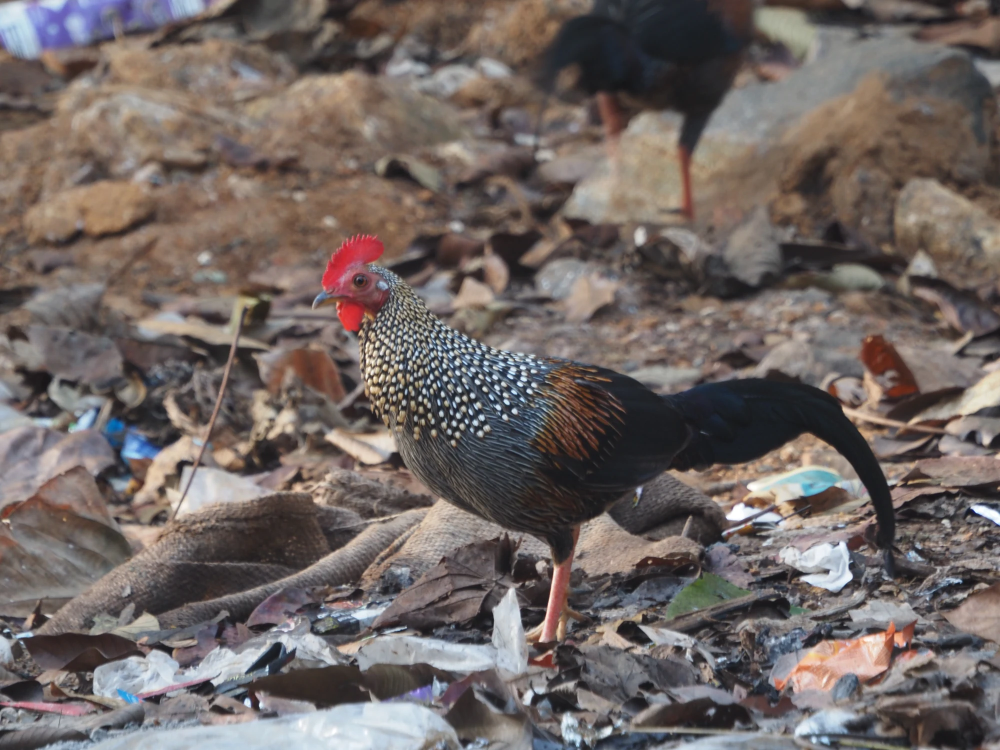 A grey junglefowl stands among roots, leaves and discarded plastic at Nilackal