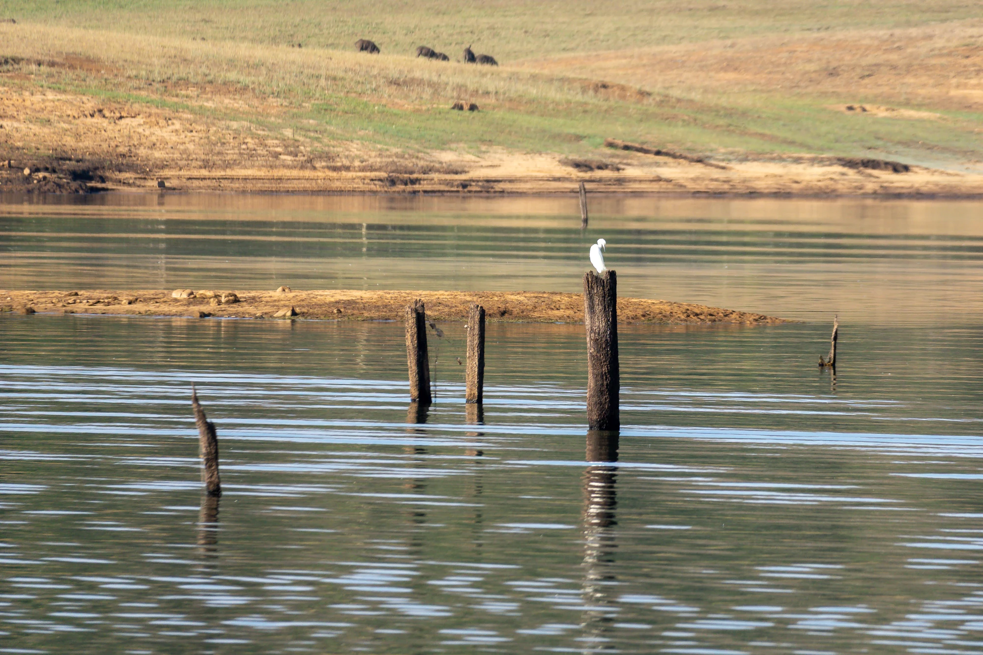 A white egret stands on a trunk in Periyar Lake, with grass and wild pigs on the distant shore