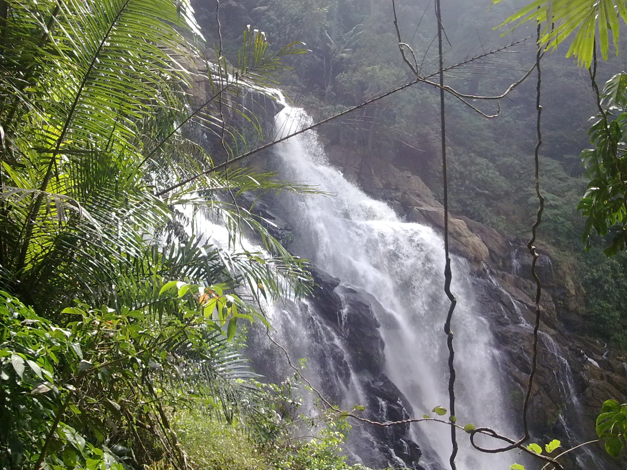 Fronds and hanging vines frame the Vaduvanchal Meenmutty cascade in a December 2010 photograph