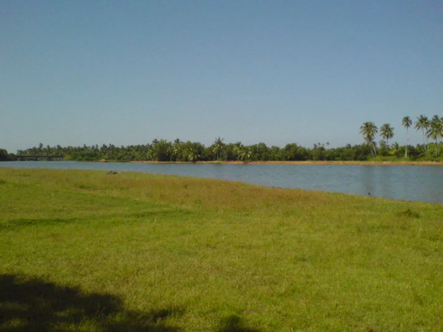 A grassy bank overlooks a backwater channel and coconut trees at Valiyaparamba