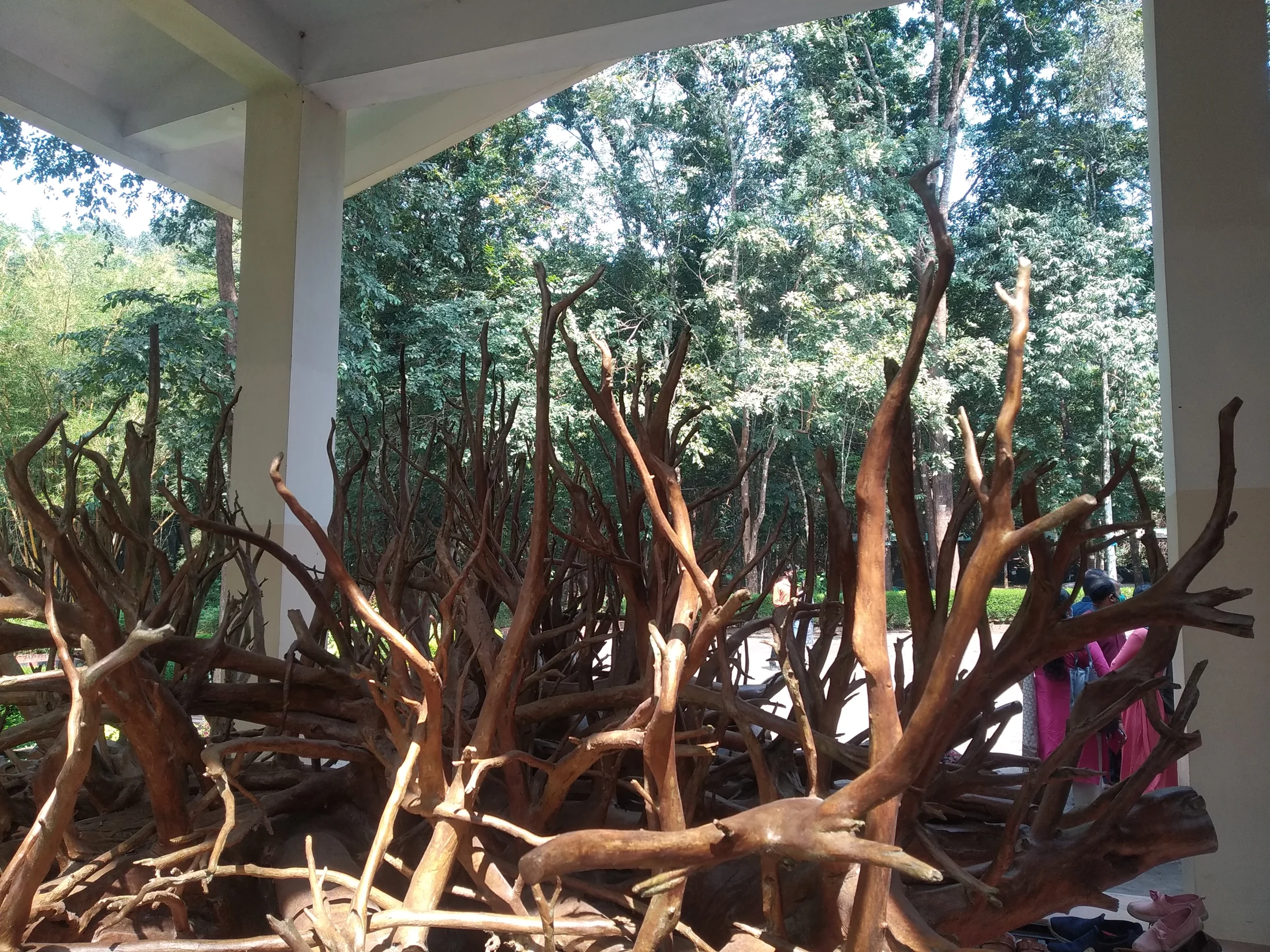 Exposed teak roots fill the museum portico beneath white columns, with trees visible beyond.