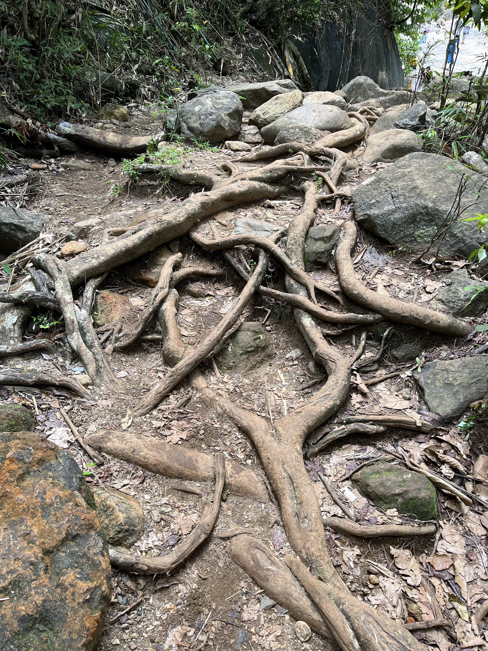 Exposed tree roots cross a shaded earth path in the Thusharagiri forest.