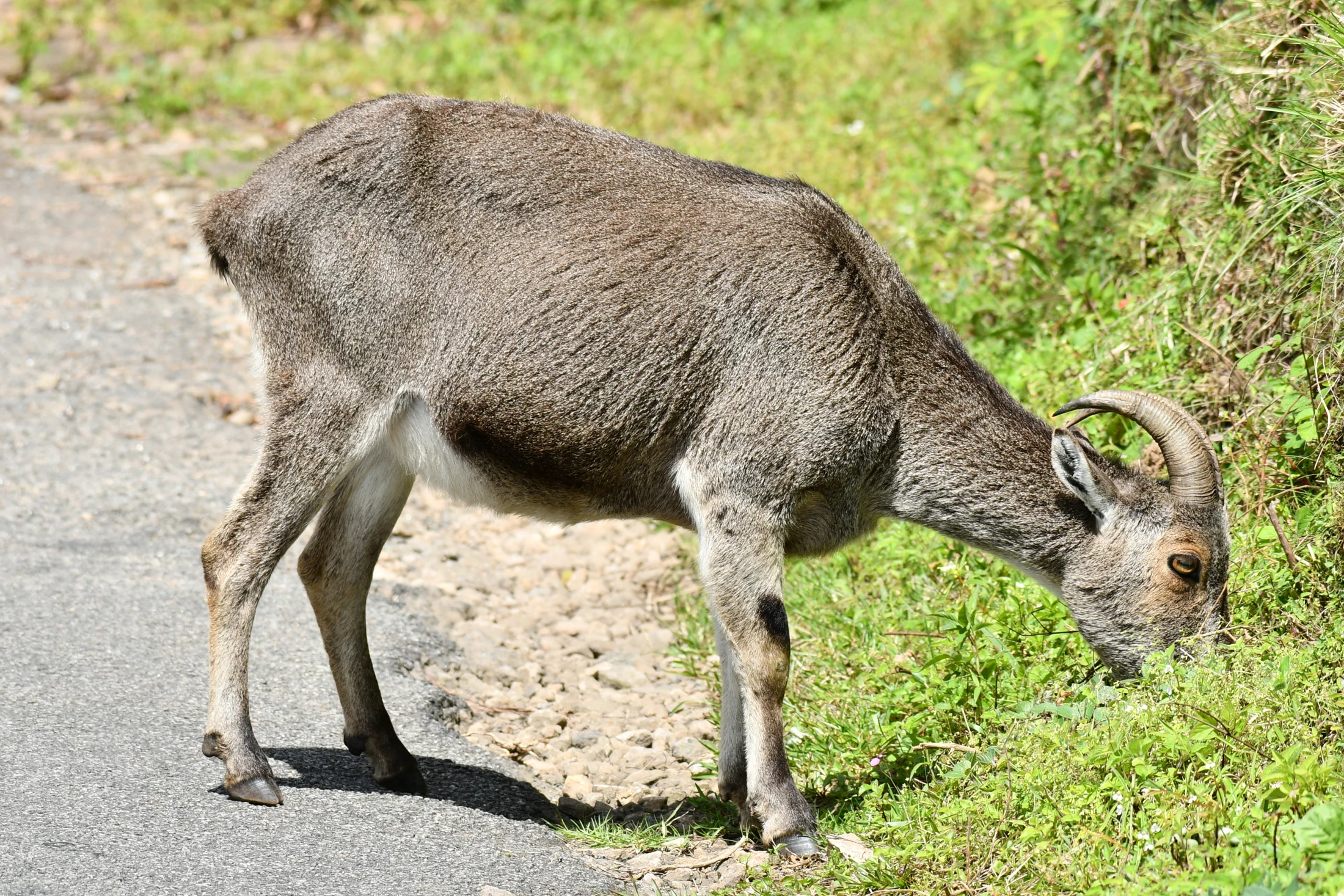 A Nilgiri tahr grazes among short vegetation on a Rajamala hillside.