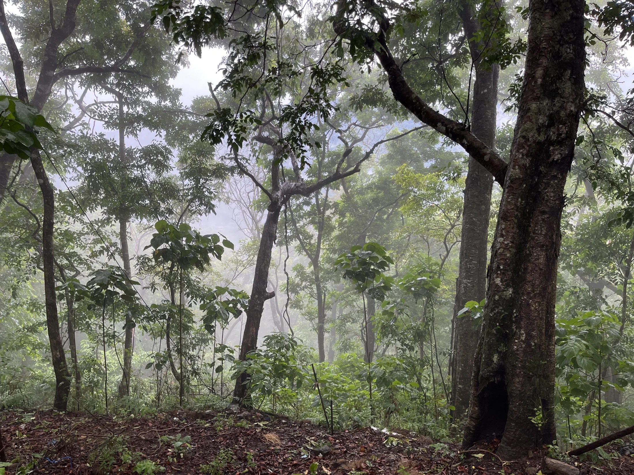 Mist hangs among trees and dense foliage in the Sabarimala forest landscape.