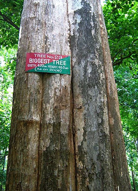 An archival label on tree number 23 records girth and height measurements dated 2008.