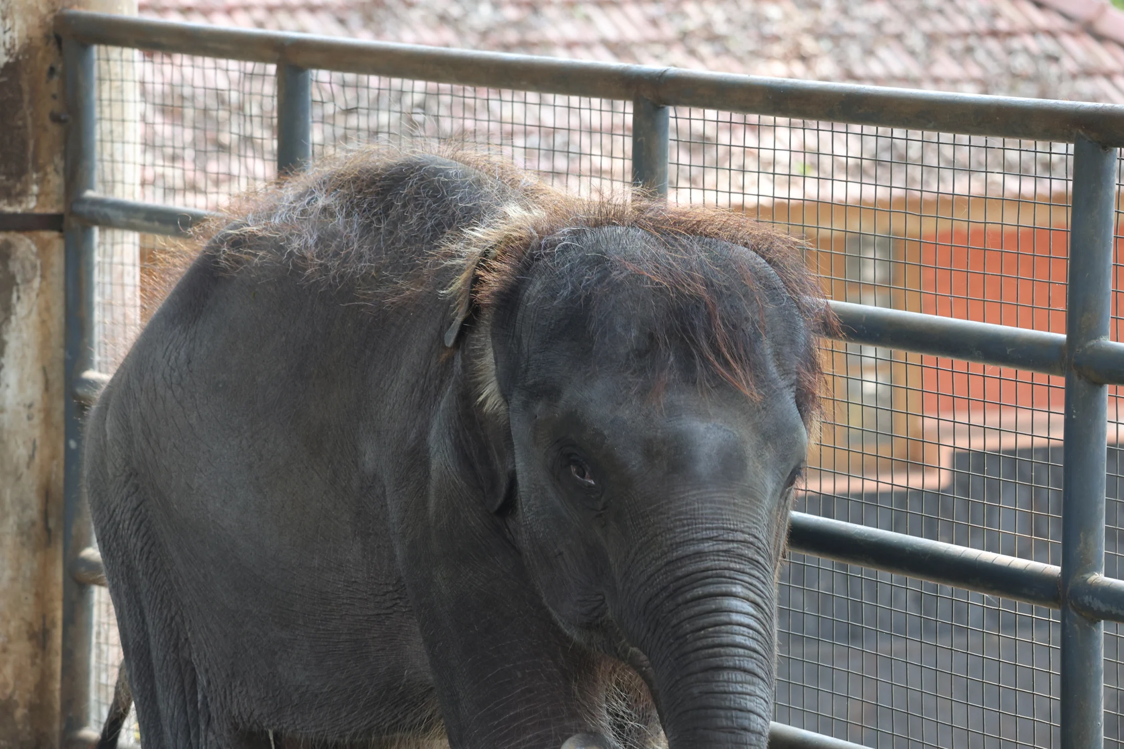 A young elephant’s head and trunk are visible beside a metal-mesh enclosure at Konni.