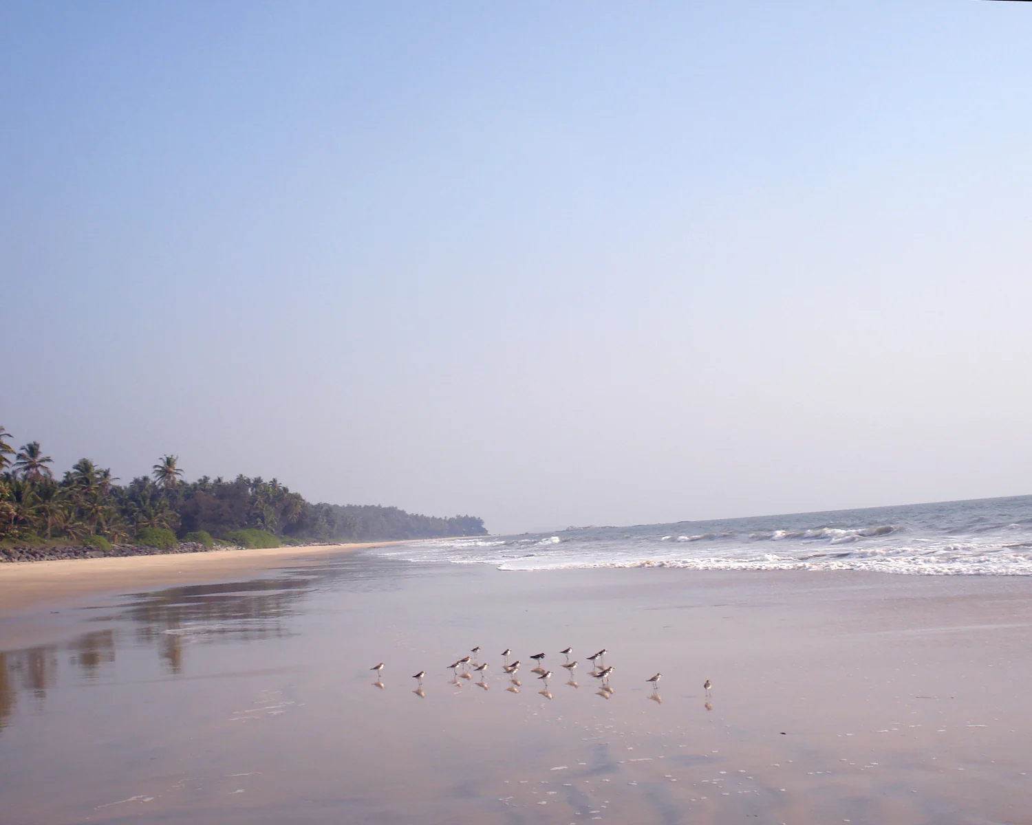 Small birds stand on wet sand beside the low rocky edge at Kizhunna Beach.