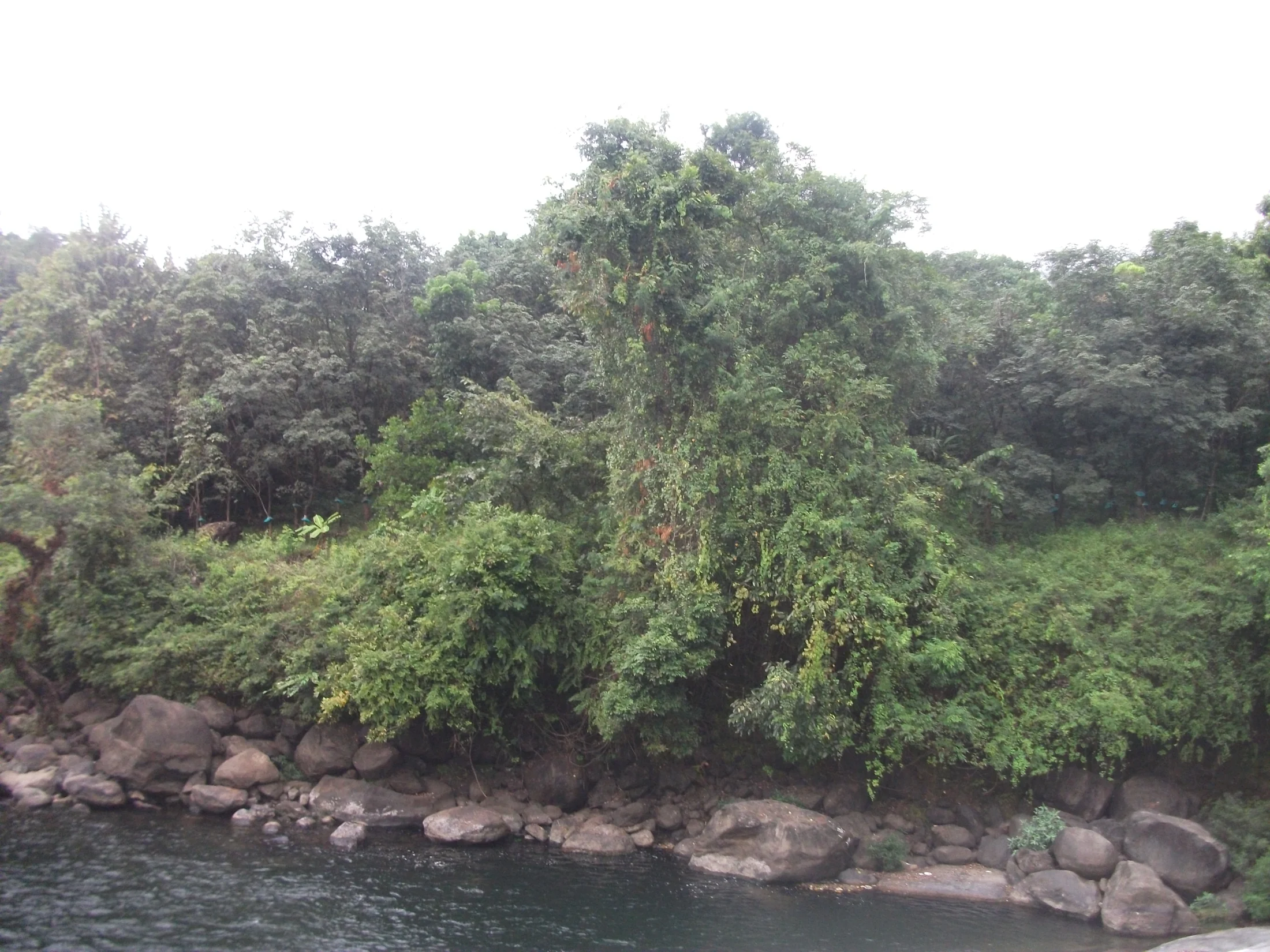 Dense vines and vegetation line the rocky bank beside the Arippara waterfall landscape.