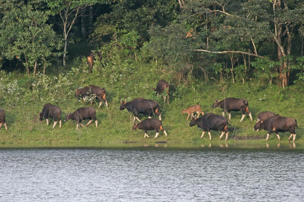 A herd of gaur stands on the grassy bank beside Periyar Lake, with forest behind and water in the foreground.