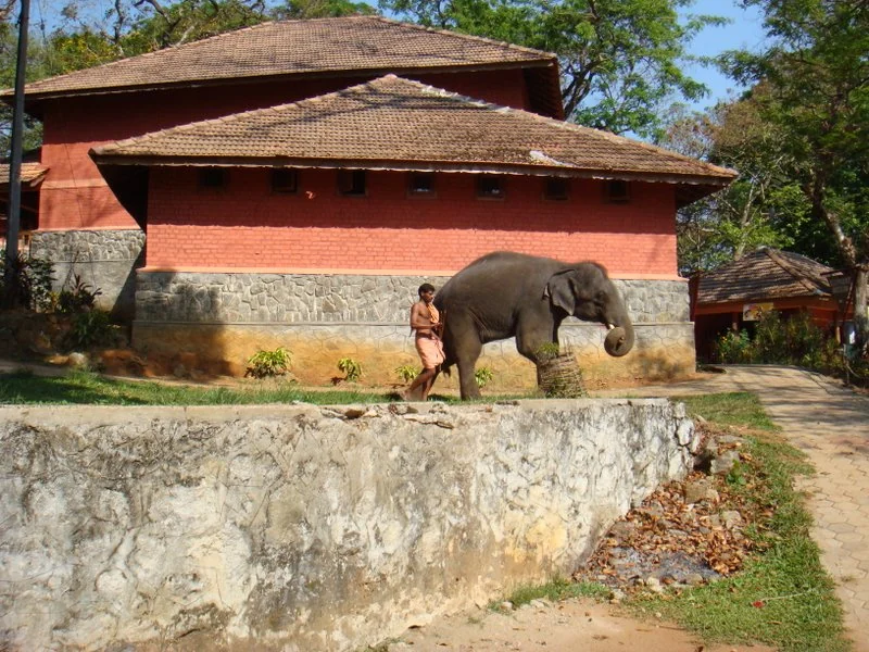 A mahout walks beside an elephant on an open path within Konni Elephant Camp.