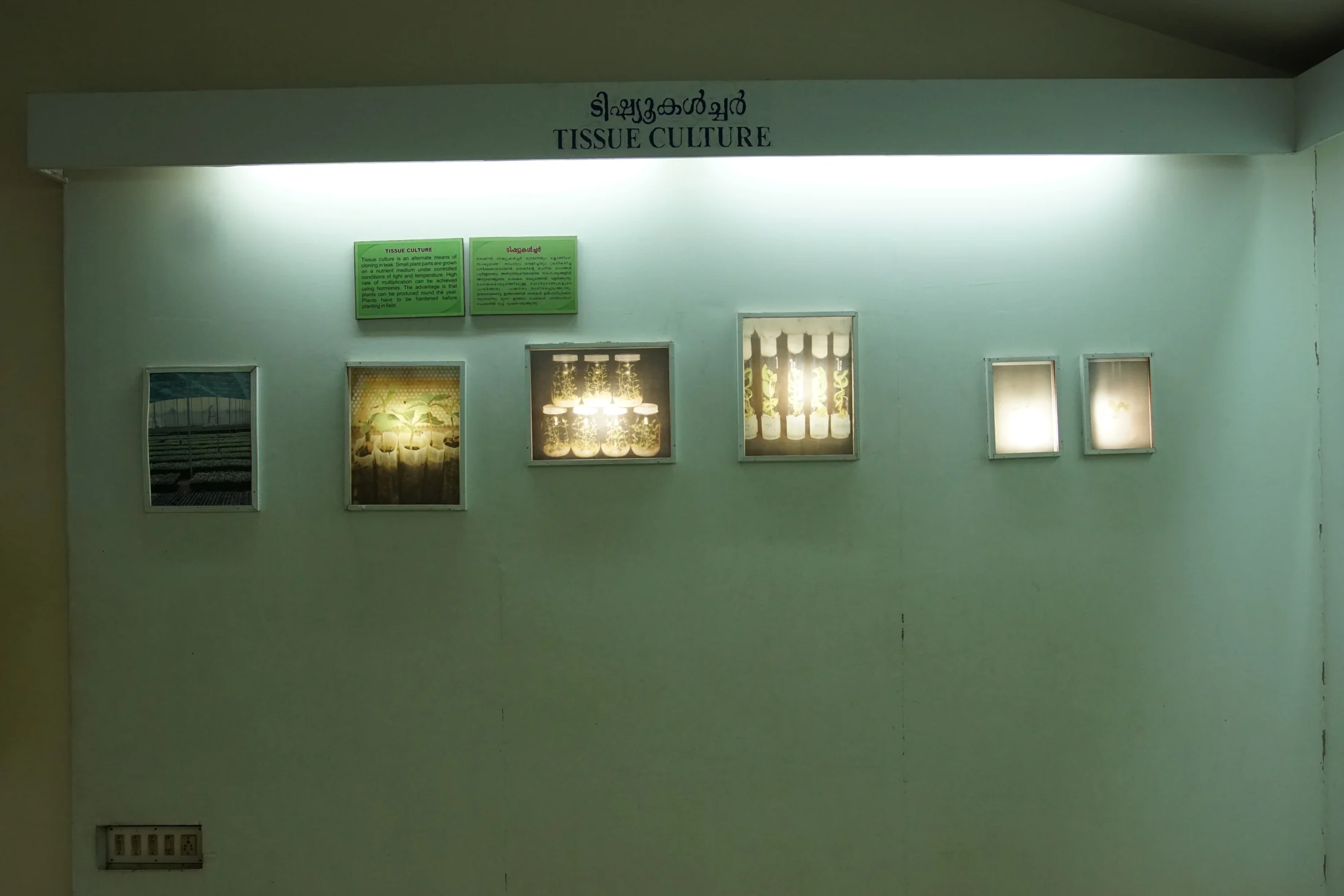 The museum’s tissue-culture display pairs bilingual labels with illuminated photographs of plants in vessels.
